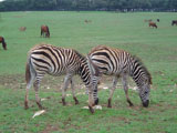 Brioni Safari Park
